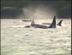 Baby Wild - Killer Whale People and Campfire Song